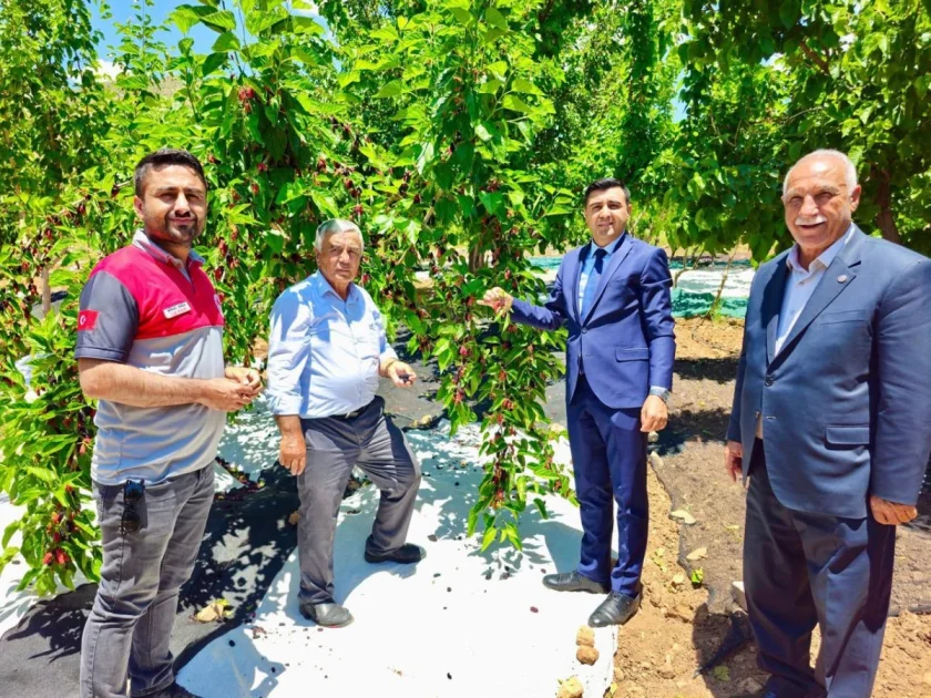 Tut'ta Coğrafi İşaretli Dut Hasadı Başladı: Kaymakam Güngör Üreticilerle