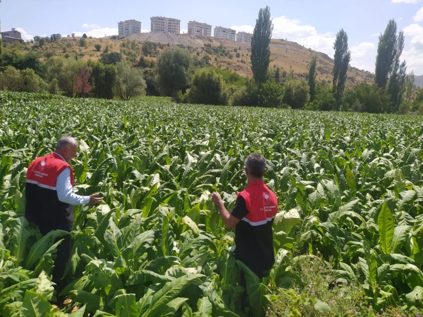 Çelikhan'da Dolu Yağışı Sonrası Ekili Alanlarda Hasar Tespiti Başladı