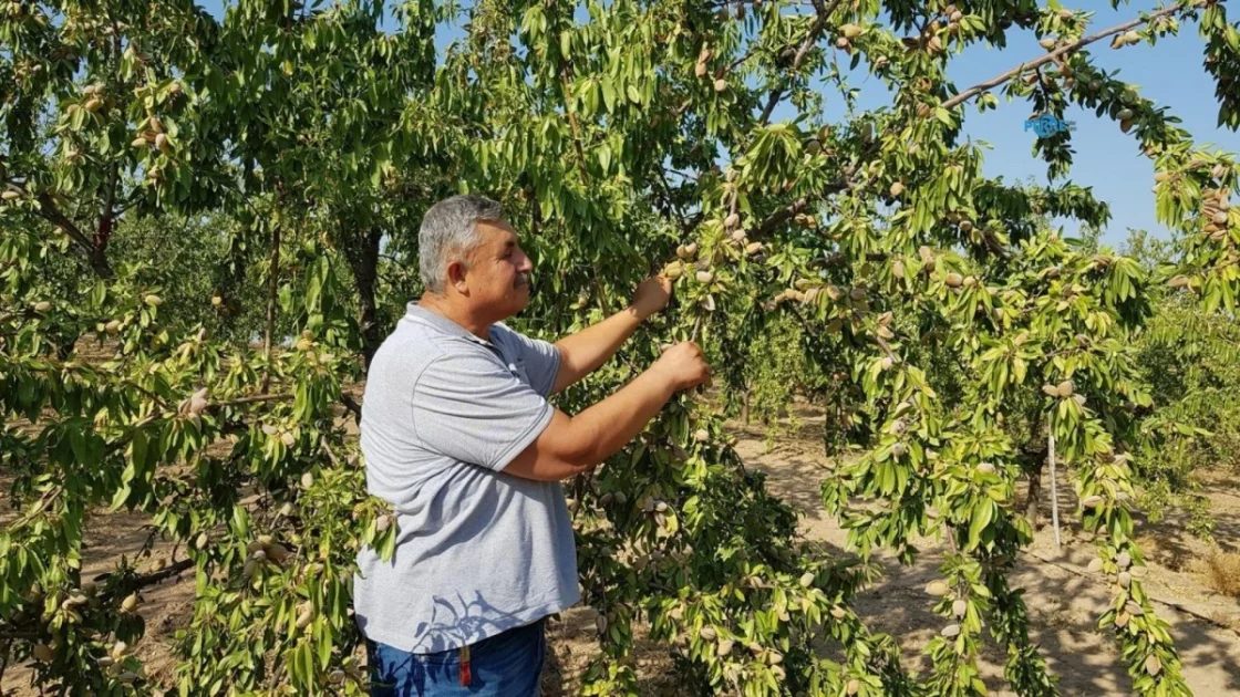 Adıyaman Badem Üreticisi Fiyat Belirsizliğiyle Hasada Başladı