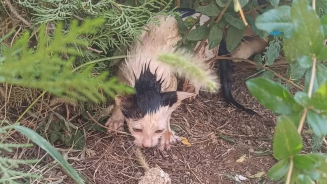 Adıyaman'da Kuyuya Düşen Yavru Kedi İtfaiye Ekiplerince Kurtarıldı