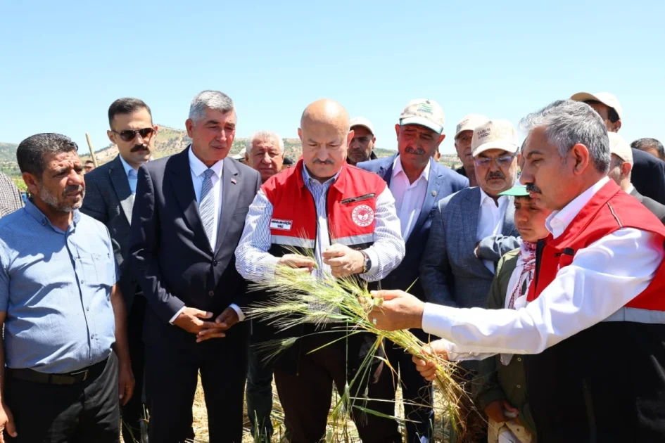 Belören'de Asırlık Lezzet Firik Hasadı Coşkusu Yaşandı